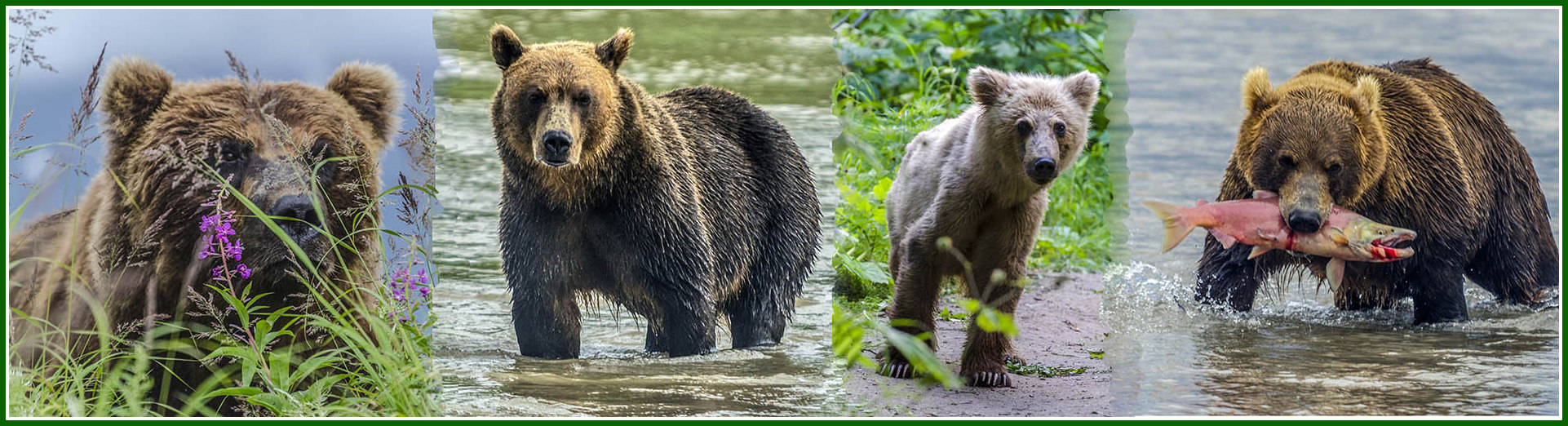 Osos Pardos - Kamchatka - Rusia